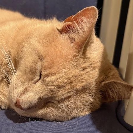 Enlarge Willoughby Tucker, a ADOPTABLE Domestic Short Hair in Beaufort, SC image 4/6