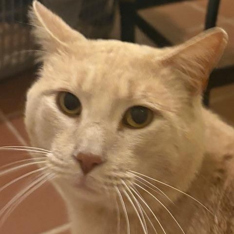 Enlarge Willoughby Tucker, a ADOPTABLE Domestic Short Hair in Beaufort, SC image 2/6