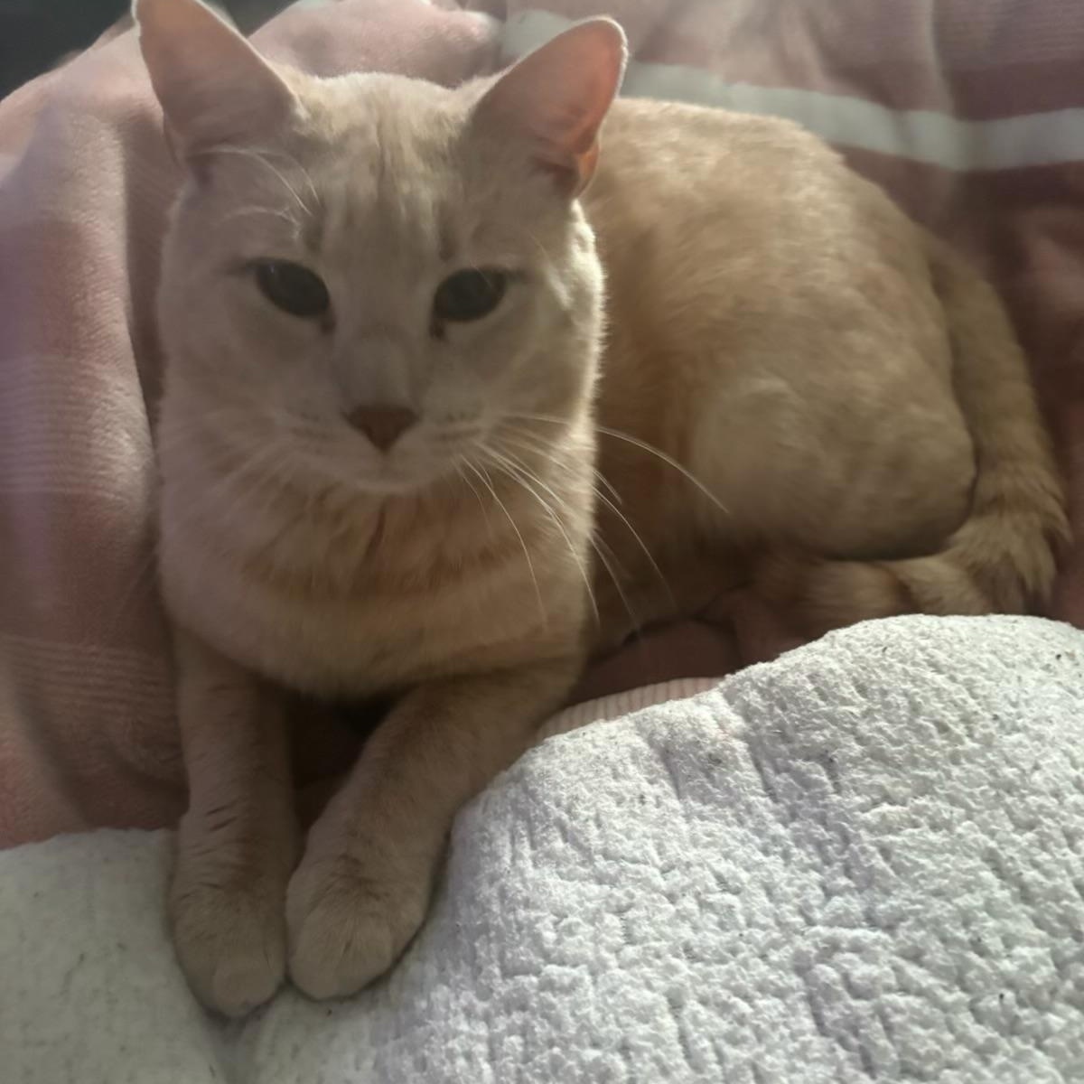 Enlarge Willoughby Tucker, a ADOPTABLE Domestic Short Hair in Beaufort, SC image 3/6