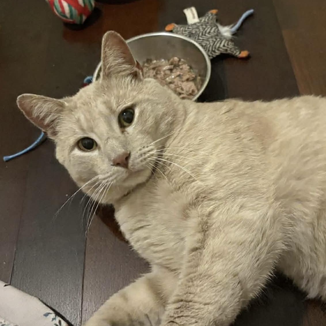 Willoughby Tucker, ADOPTABLE, Adult Male Domestic Short Hair.