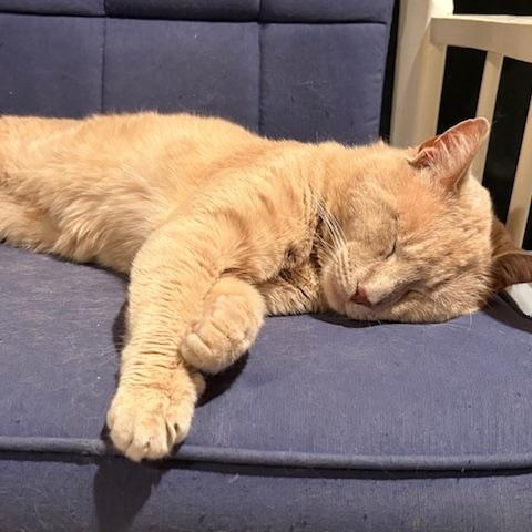 Enlarge Willoughby Tucker, a ADOPTABLE Domestic Short Hair in Beaufort, SC image 5/6