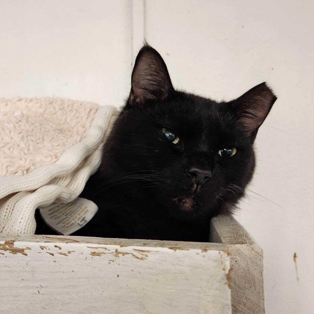 Skelly, a Adoptable Domestic Short Hair in Delaware, OH image 1/5