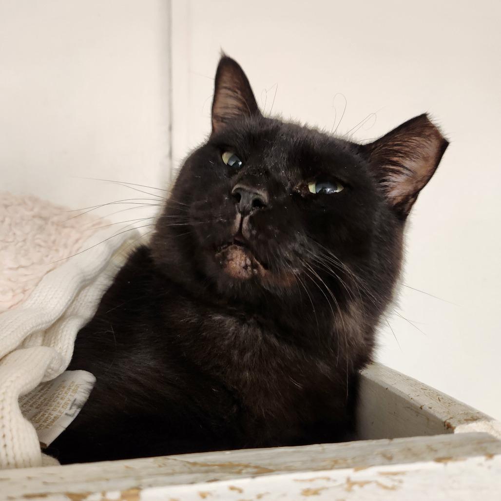 Skelly, a Adoptable Domestic Short Hair in Delaware, OH image 2/5