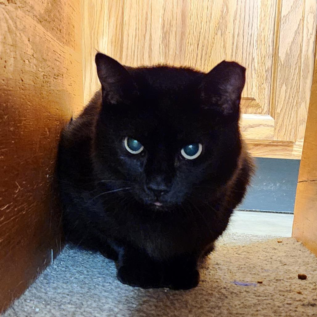 Skelly, a Adoptable Domestic Short Hair in Delaware, OH image 3/5