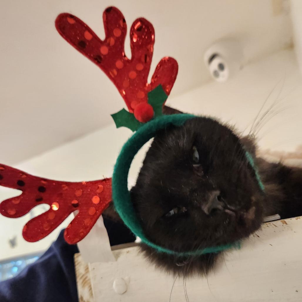 Skelly, a Adoptable Domestic Short Hair in Delaware, OH image 4/5