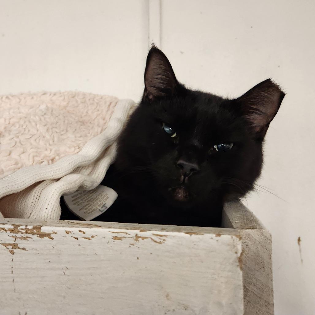 Skelly, a Adoptable Domestic Short Hair in Delaware, OH image 5/5