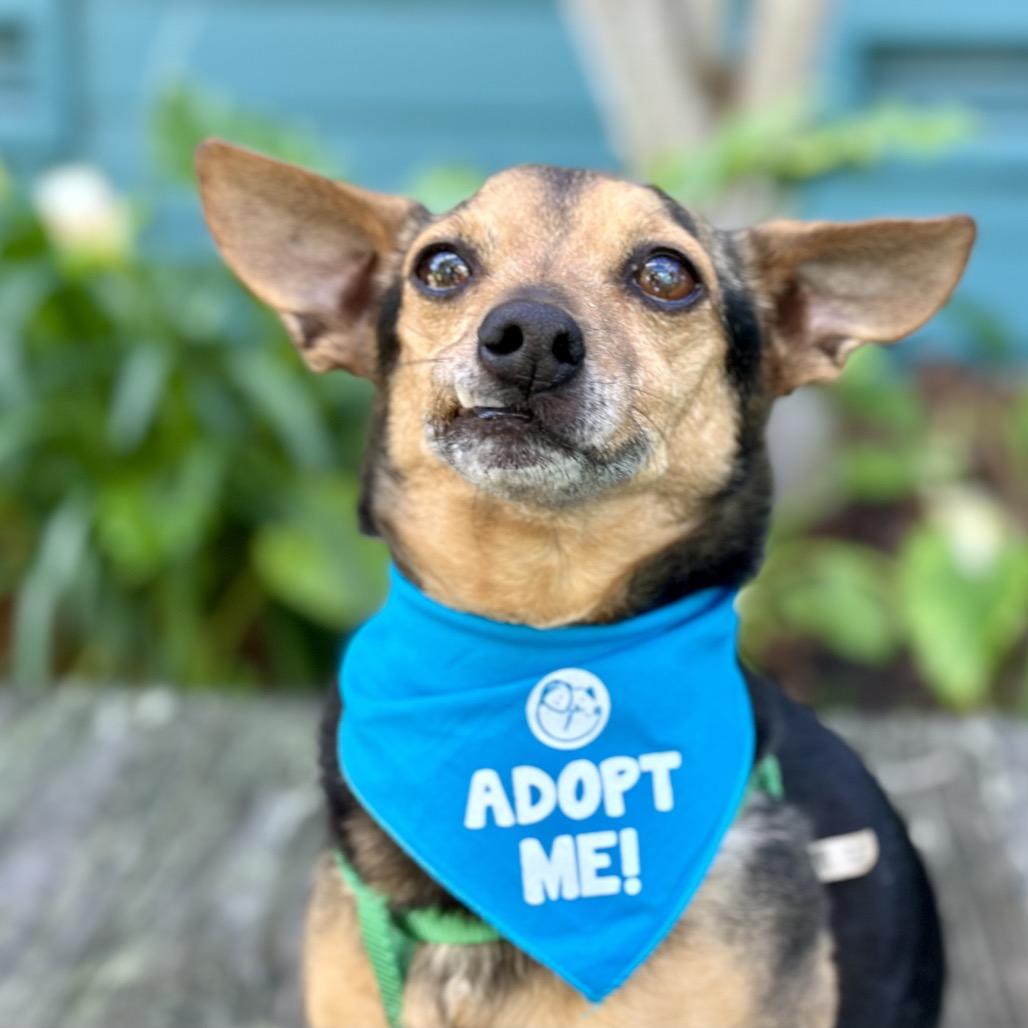 Ahi Tuna (was Dot) — thumbnail 2