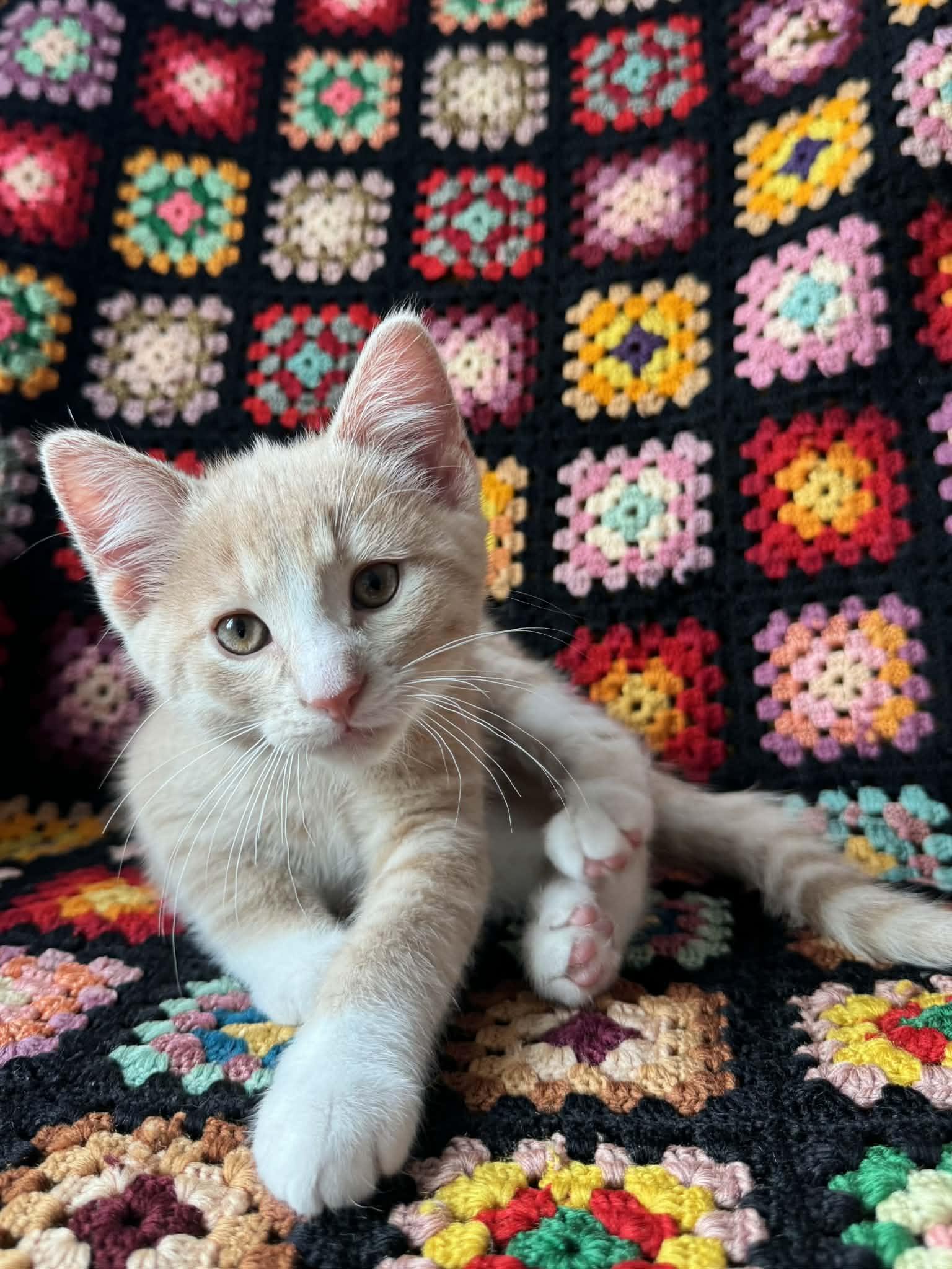 Scrumpy, Adoptable, Kitten Male Domestic Short Hair.