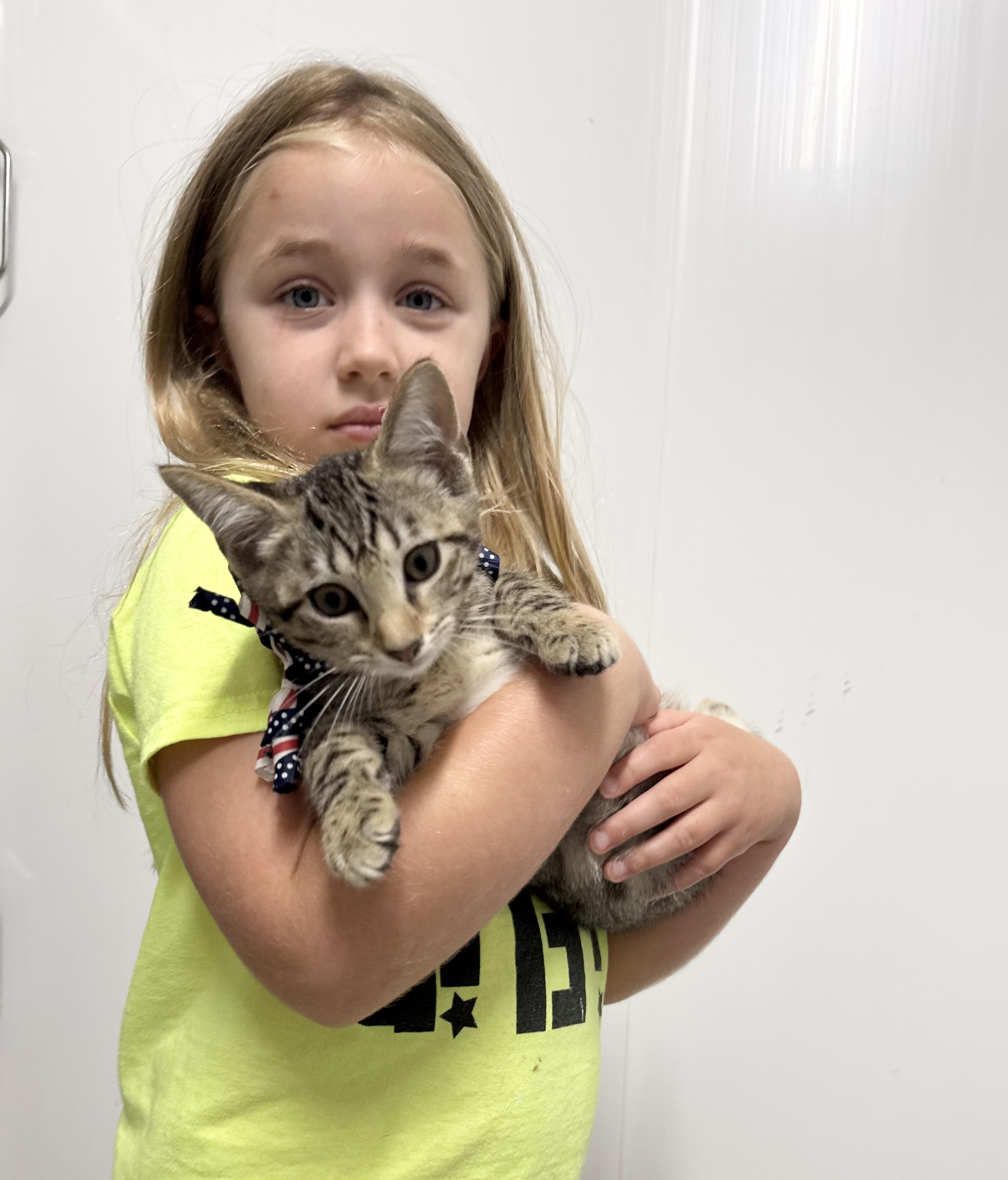Purrrfect Ryan, a ADOPTABLE mixed breed in West Hartford , CT image 5/5