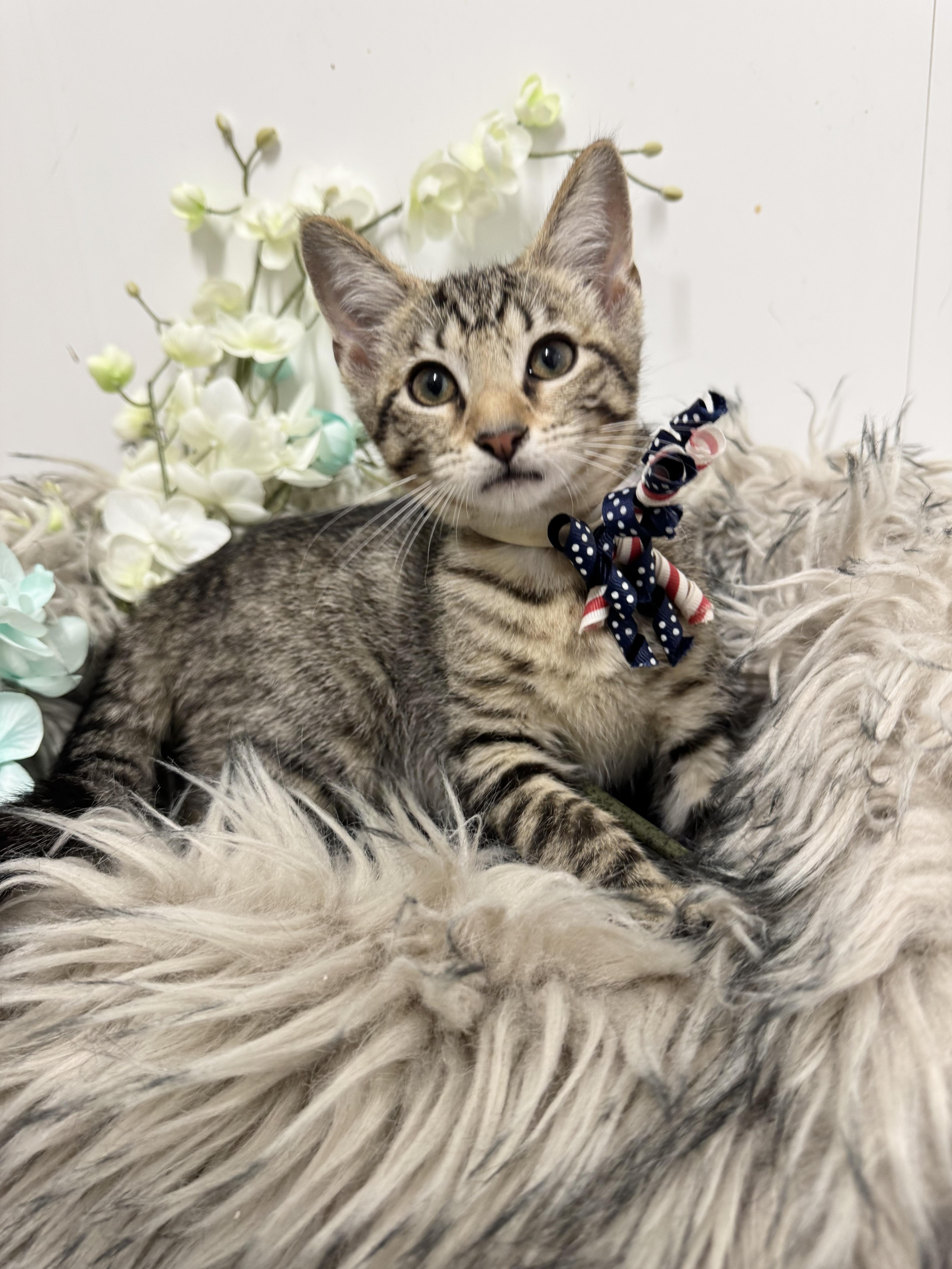 Purrrfect Ryan, ADOPTABLE, Kitten Male Tabby & Maine Coon.