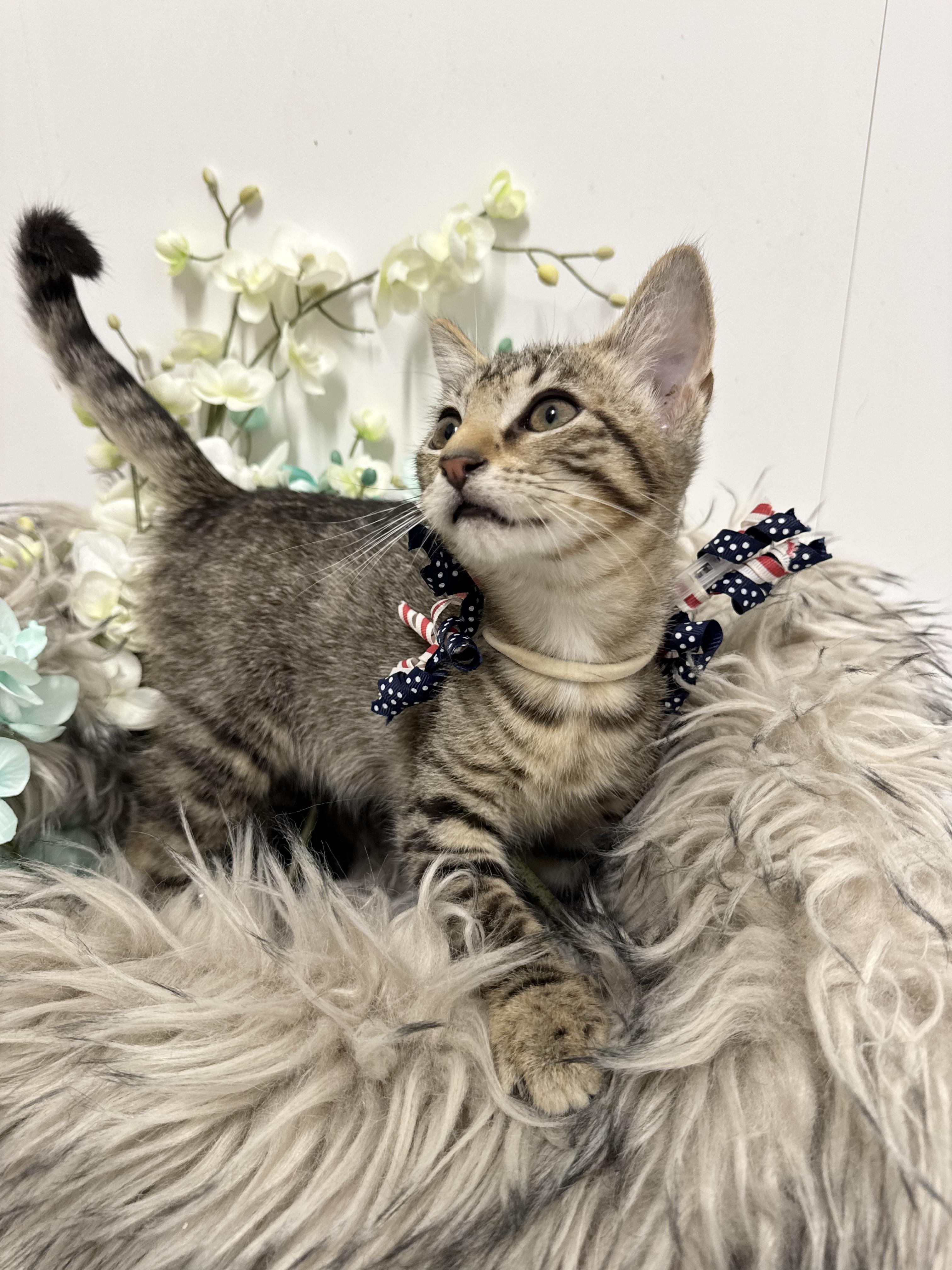 Purrrfect Ryan, a ADOPTABLE mixed breed in West Hartford , CT image 3/5