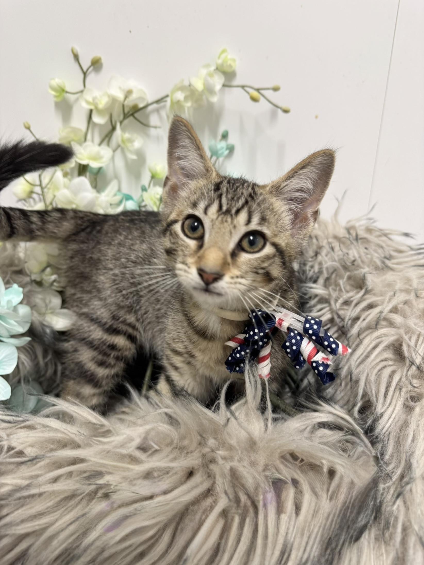 Purrrfect Ryan, a ADOPTABLE mixed breed in West Hartford , CT image 2/5