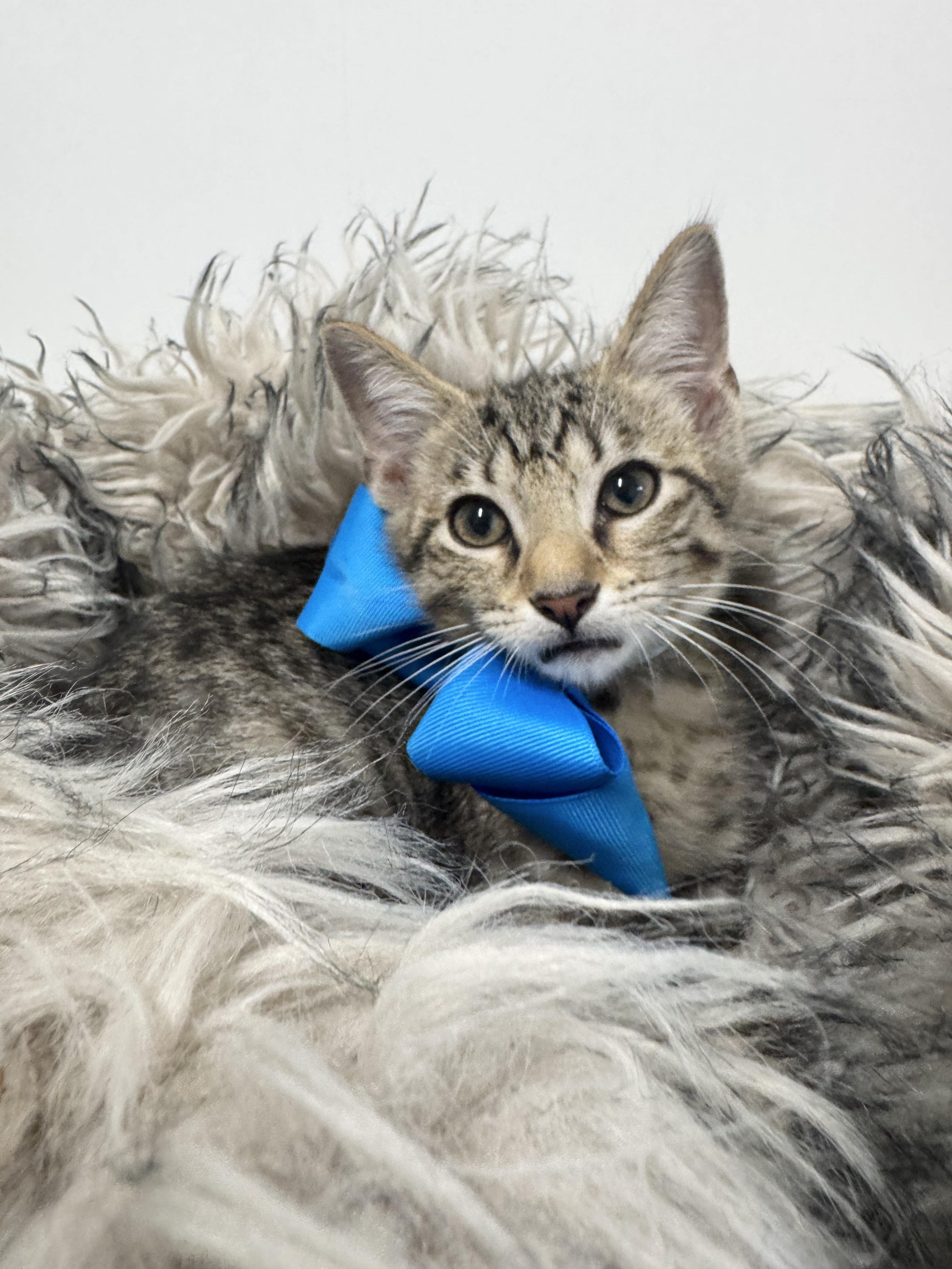 Purrrfect Ryan, a ADOPTABLE mixed breed in West Hartford , CT image 4/5