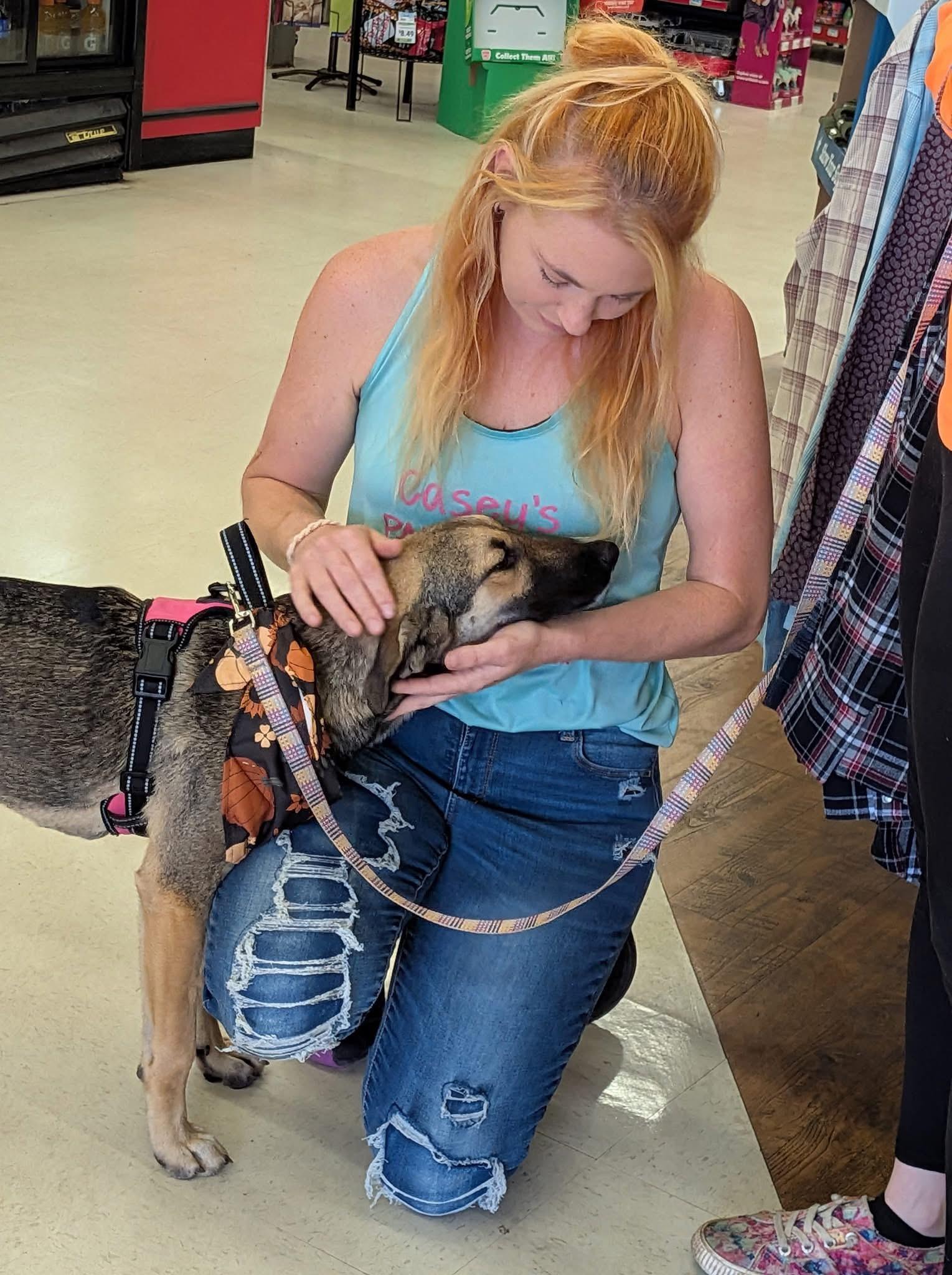 Maple, Adoptable, Young Female German Shepherd Dog.