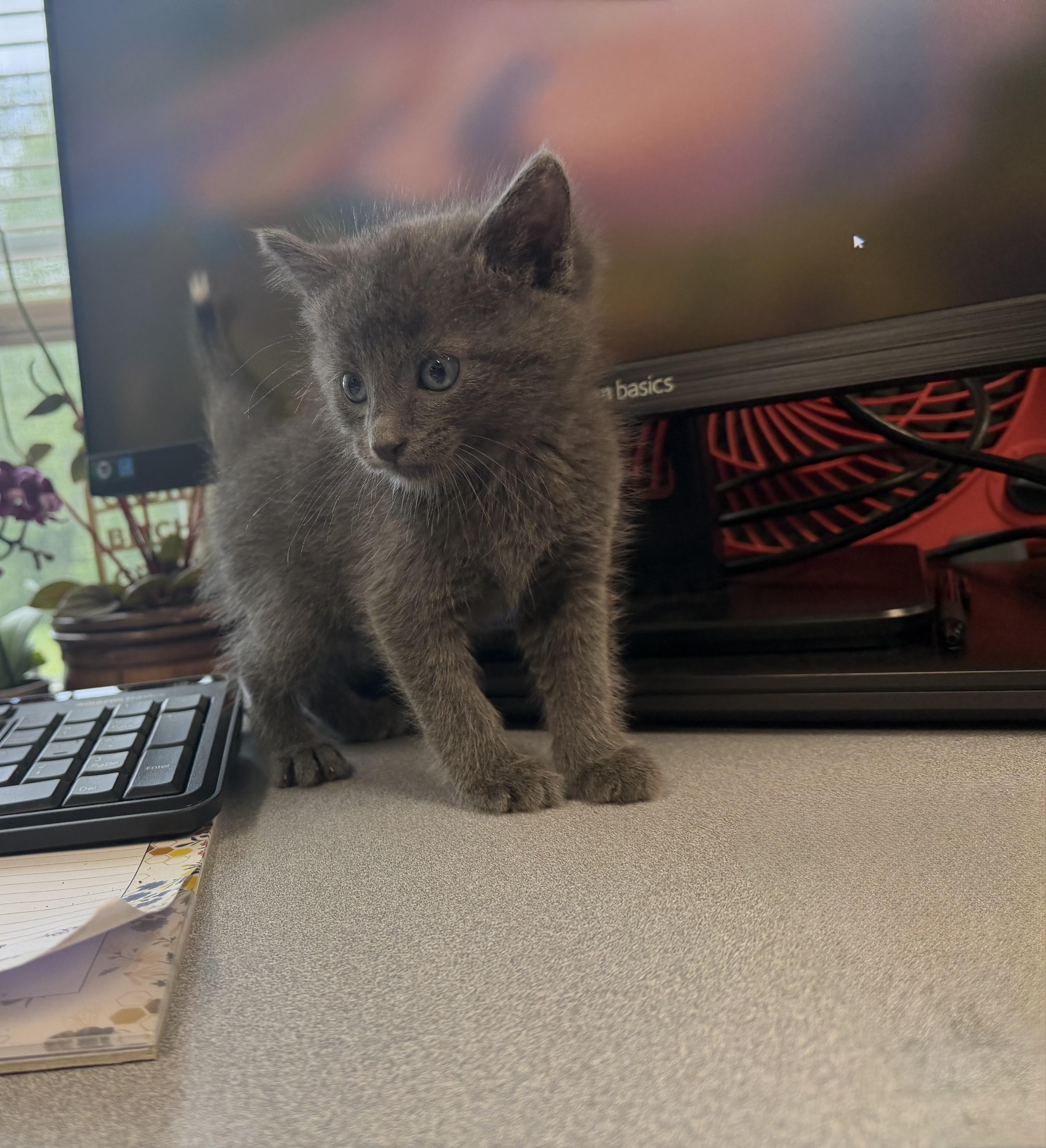 Enlarge Q-Tip, an adopted American Shorthair in Boonville, MO image 3/3