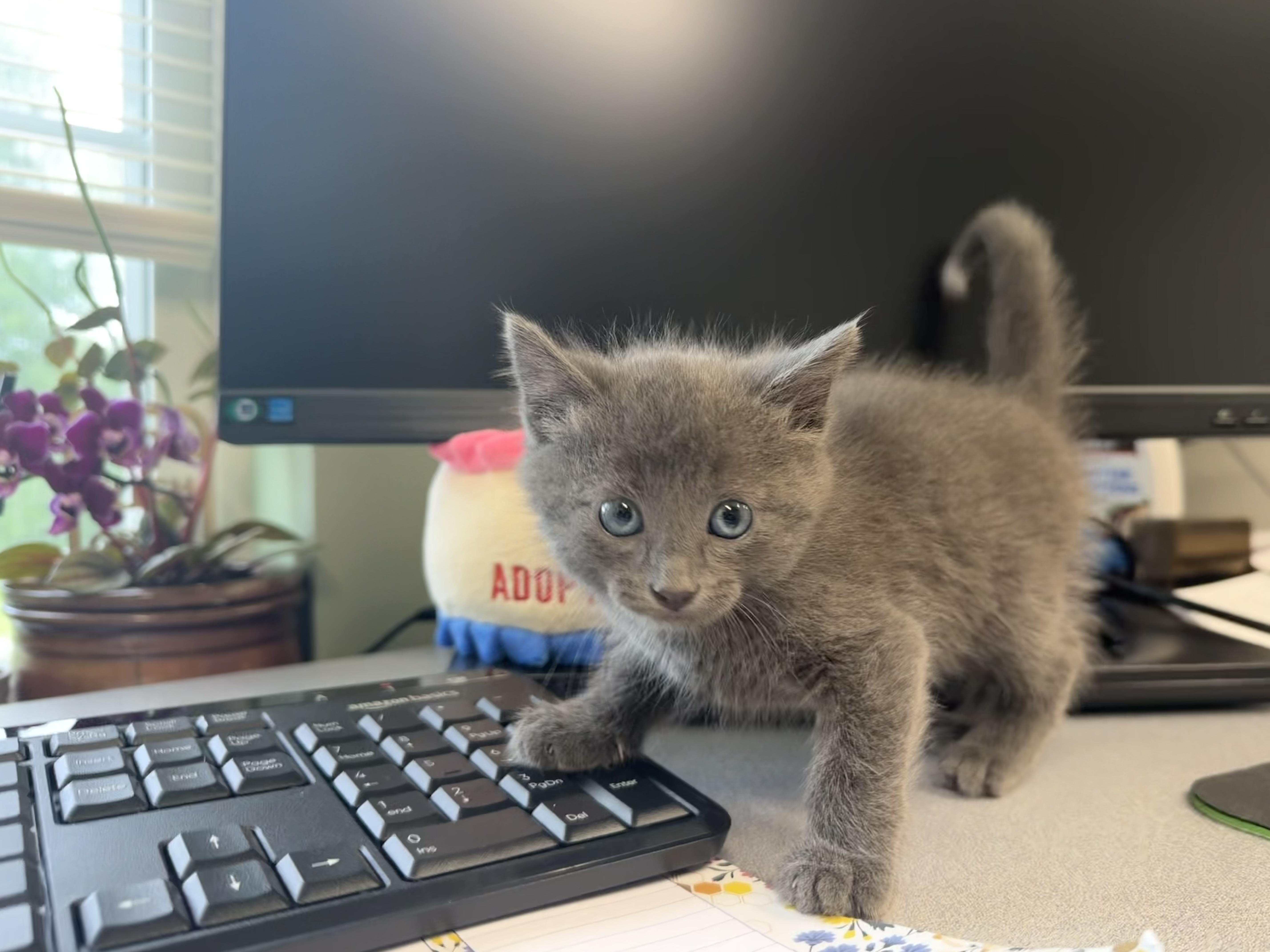 Enlarge Q-Tip, an adopted American Shorthair in Boonville, MO image 2/3