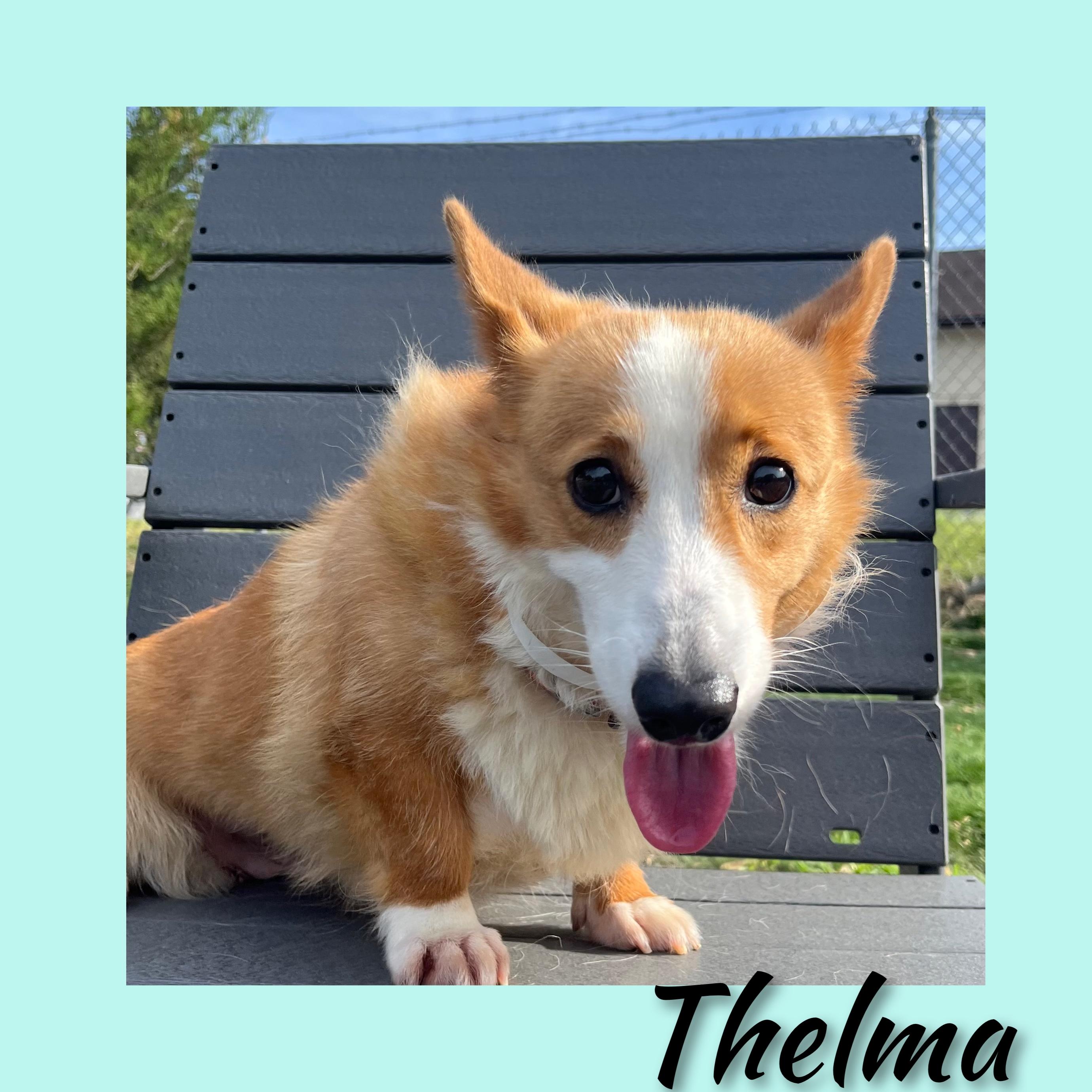 Enlarge Thelma, a ADOPTABLE Corgi in Fredericksburg, VA image 3/6