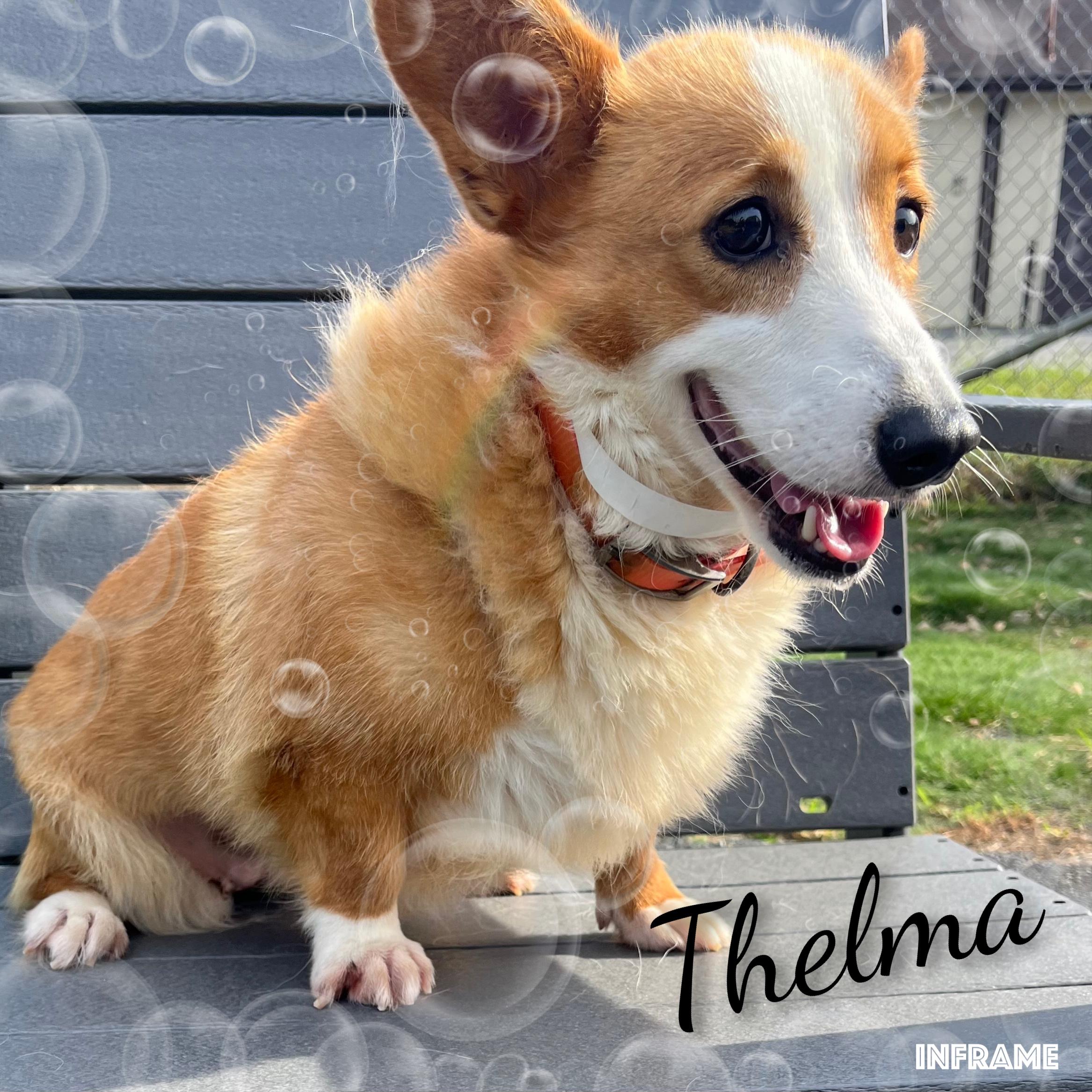 Thelma, ADOPTABLE, Adult Female Corgi.