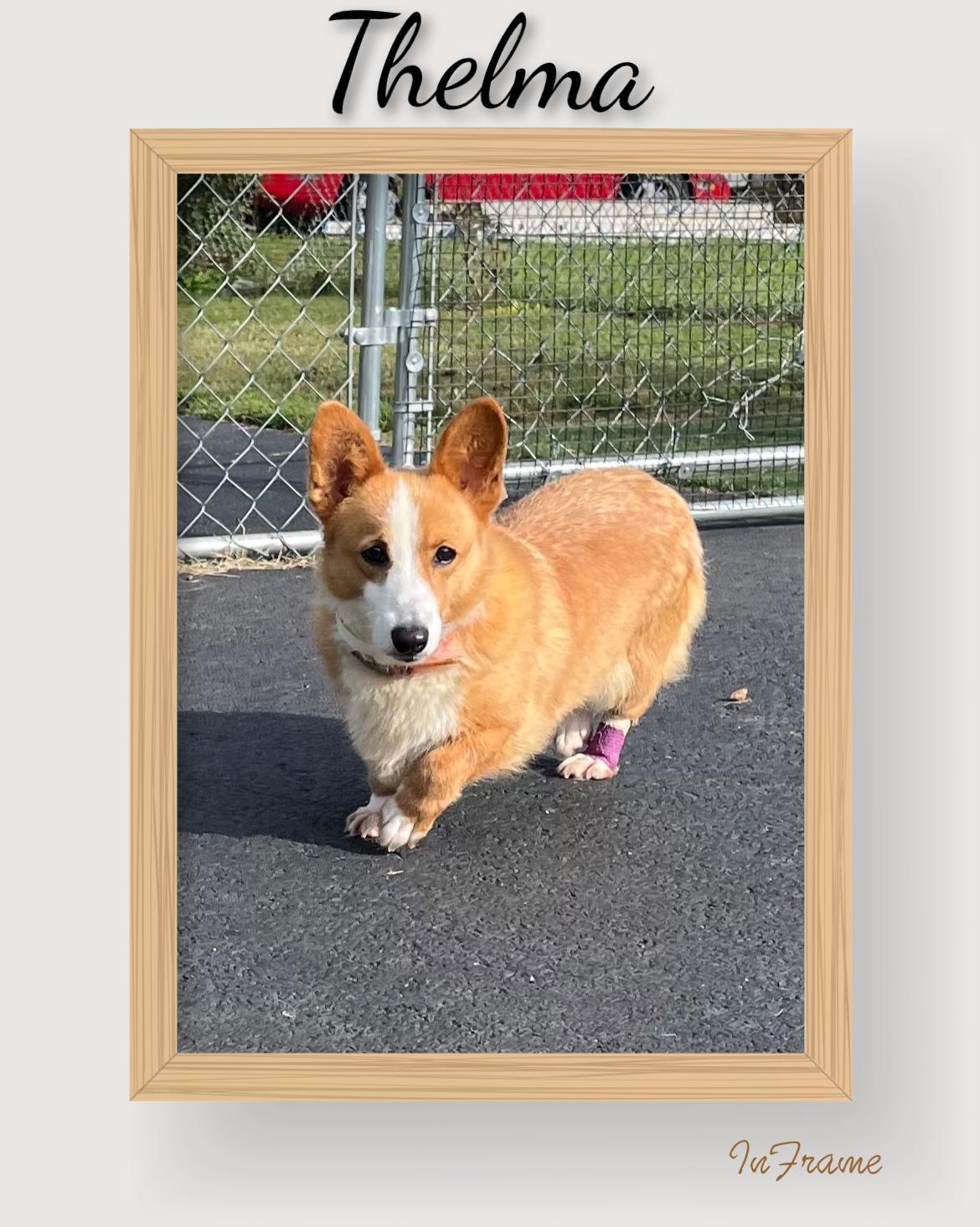 Enlarge Thelma, a ADOPTABLE Corgi in Fredericksburg, VA image 5/6