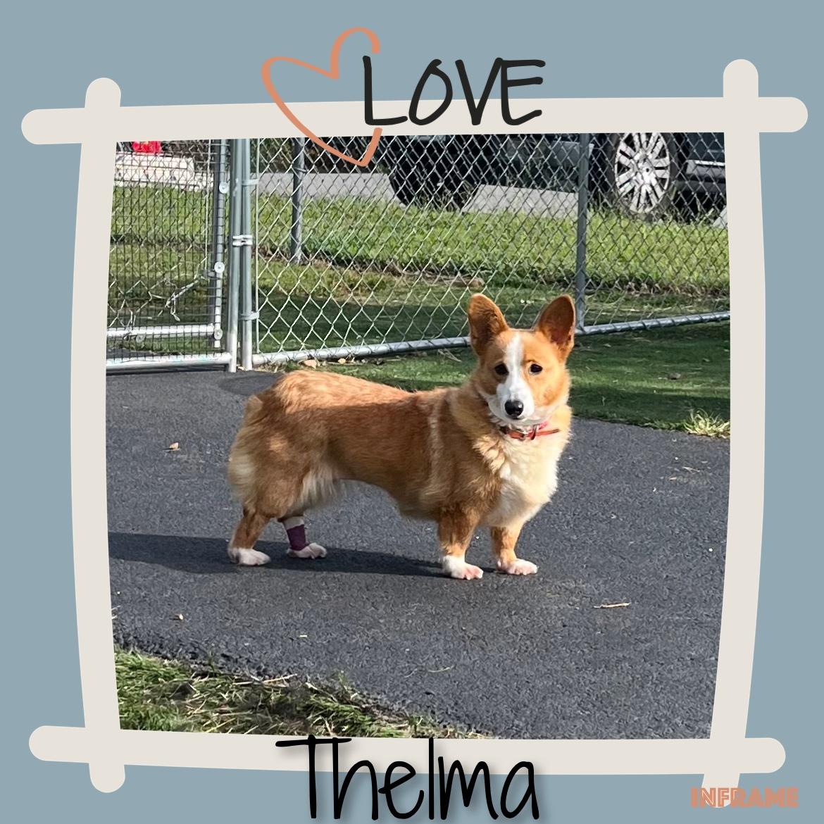 Enlarge Thelma, a ADOPTABLE Corgi in Fredericksburg, VA image 2/6