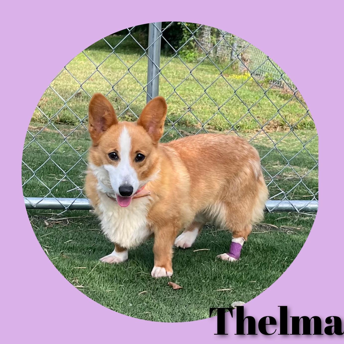 Enlarge Thelma, a ADOPTABLE Corgi in Fredericksburg, VA image 6/6