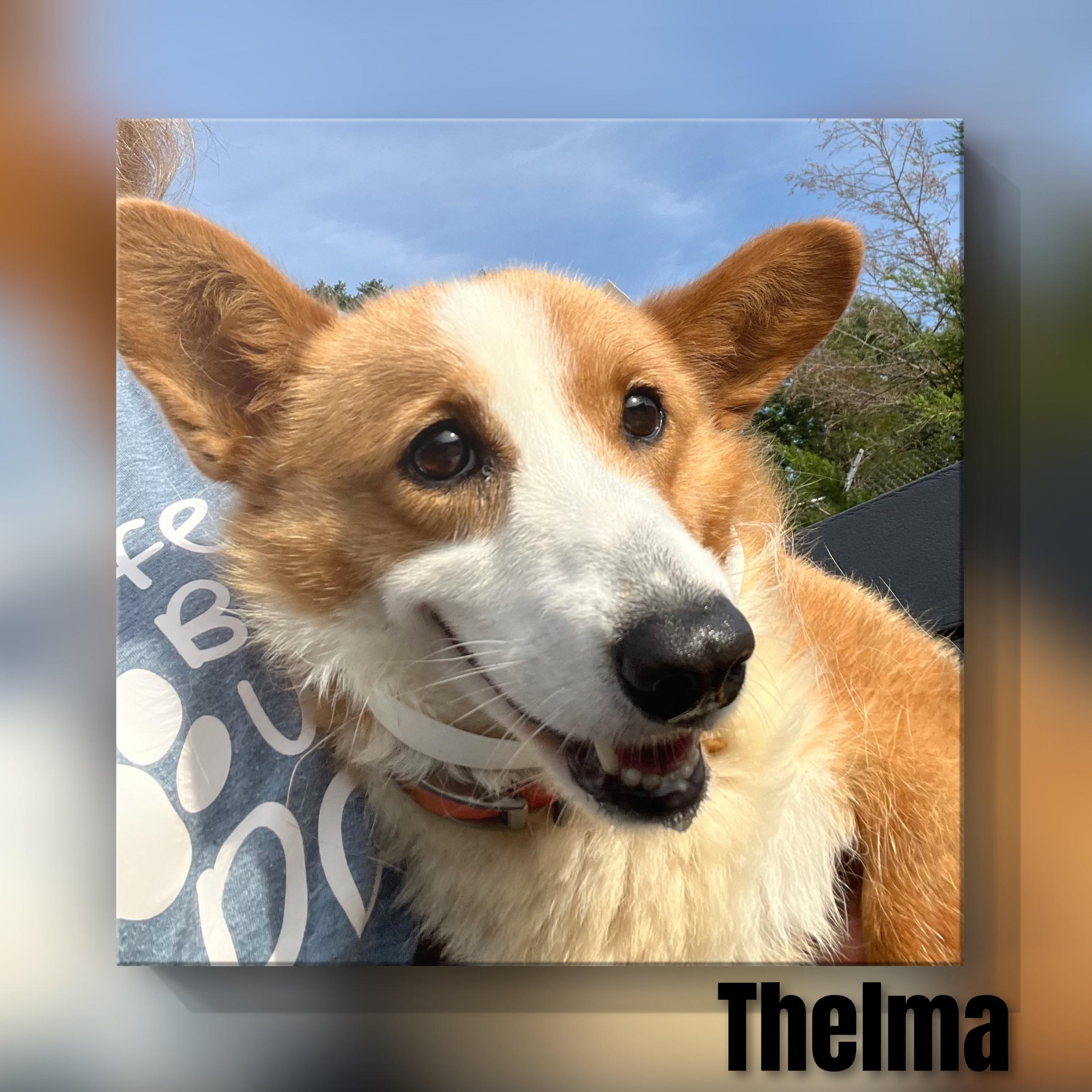 Enlarge Thelma, a ADOPTABLE Corgi in Fredericksburg, VA image 4/6