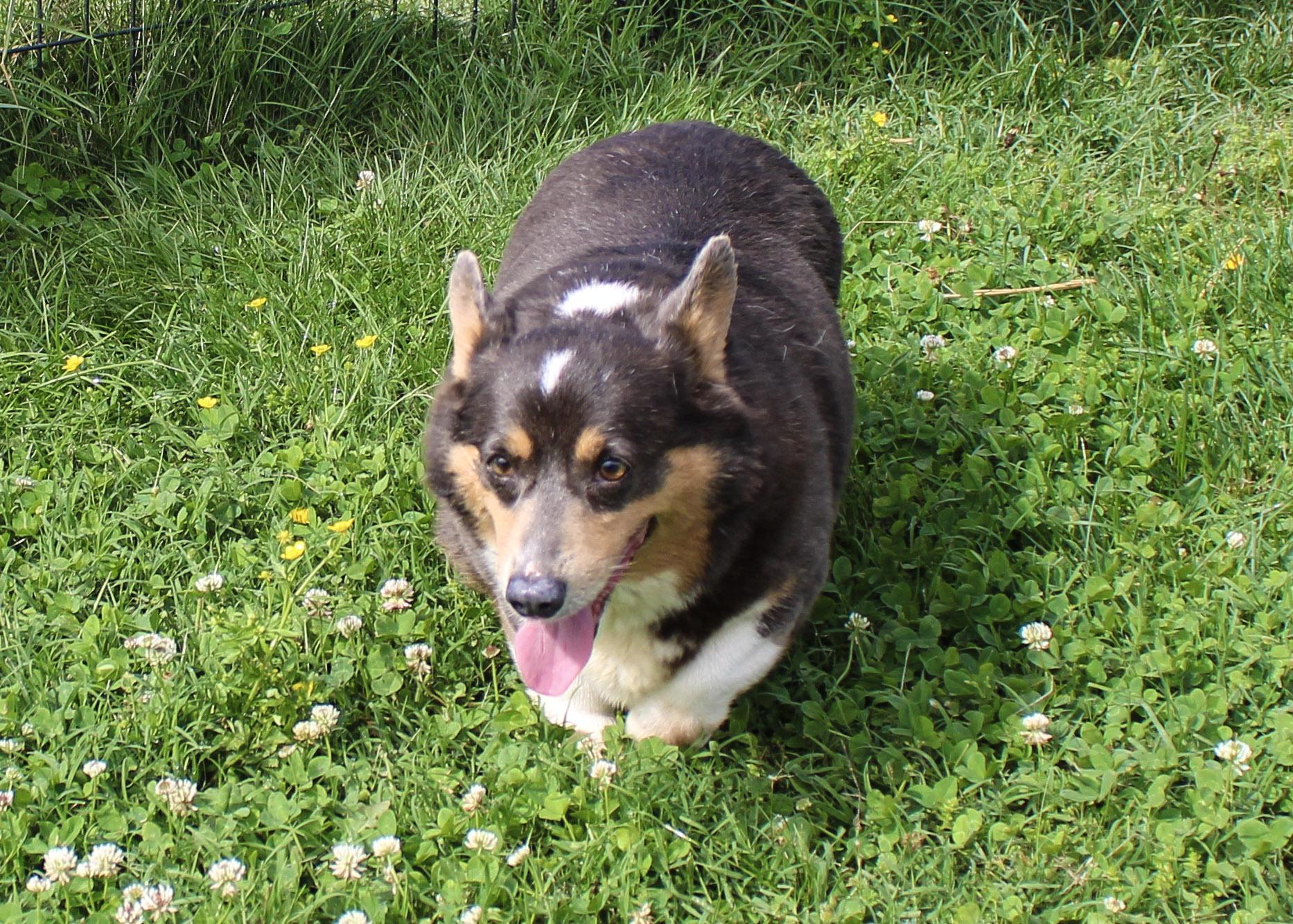Lyza, a ADOPTABLE Pembroke Welsh Corgi in Neosho, MO image 3/3