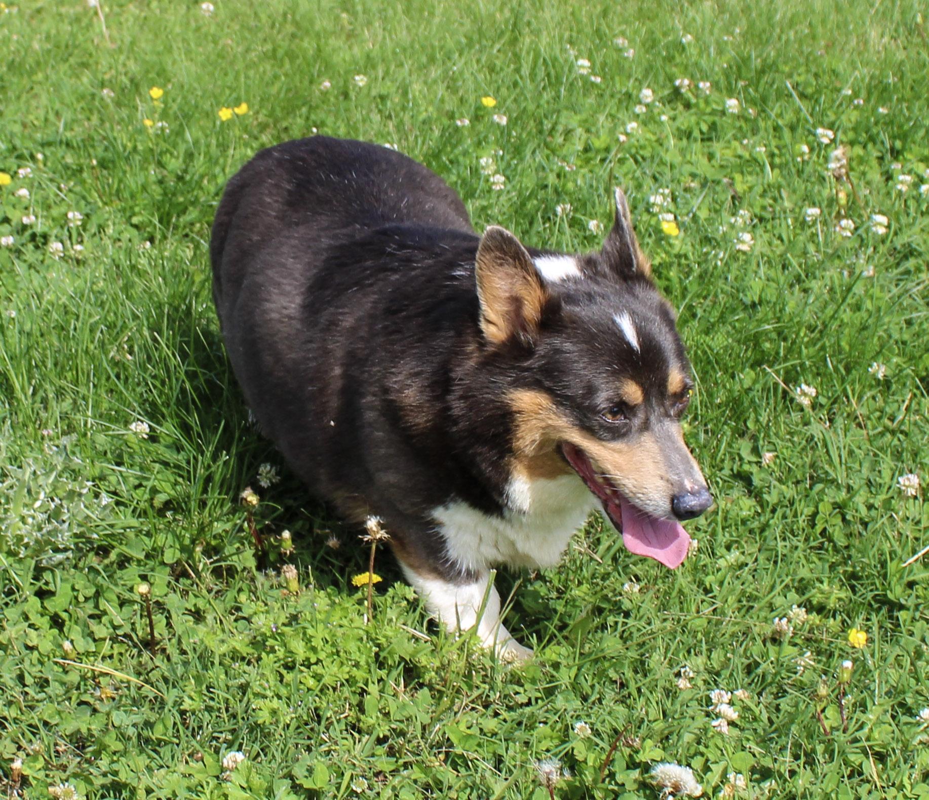 Lyza, a ADOPTABLE Pembroke Welsh Corgi in Neosho, MO image 2/3