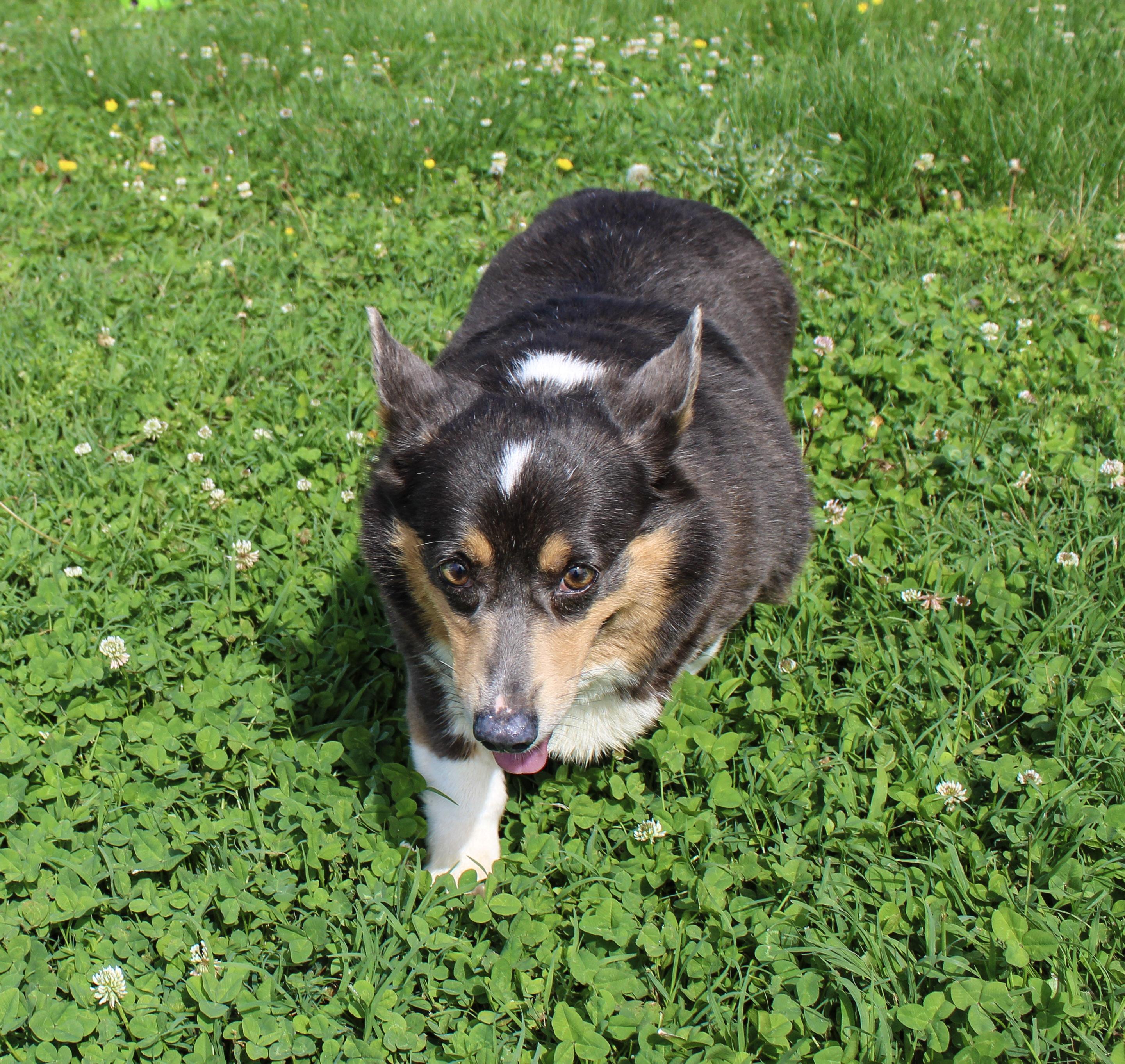 Lyza, ADOPTABLE, Senior Female Pembroke Welsh Corgi.