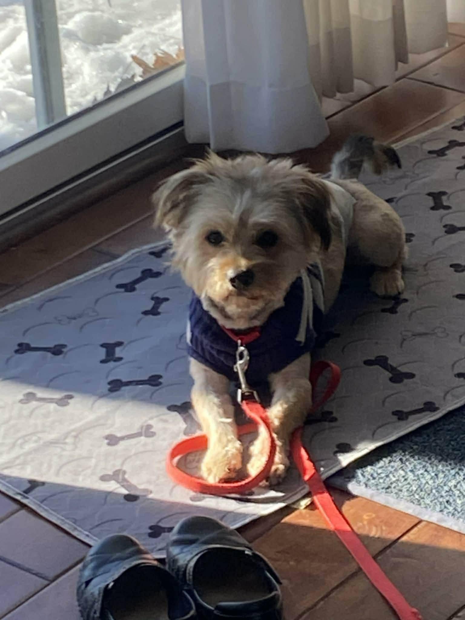 Enlarge Kevin, a ADOPTABLE mixed breed in Ferndale, MI image 6/6