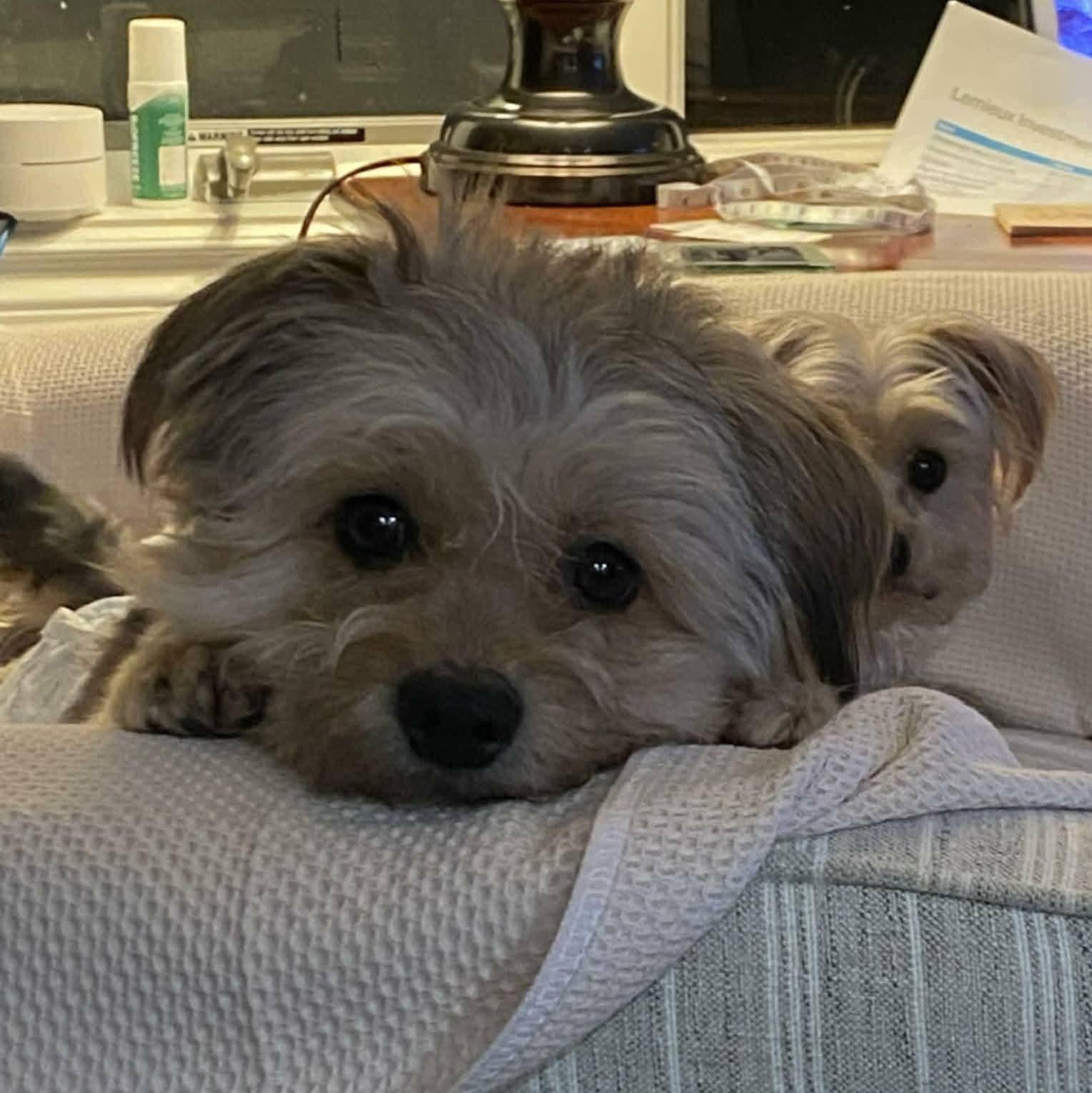 Enlarge Kevin, a ADOPTABLE mixed breed in Ferndale, MI image 2/6