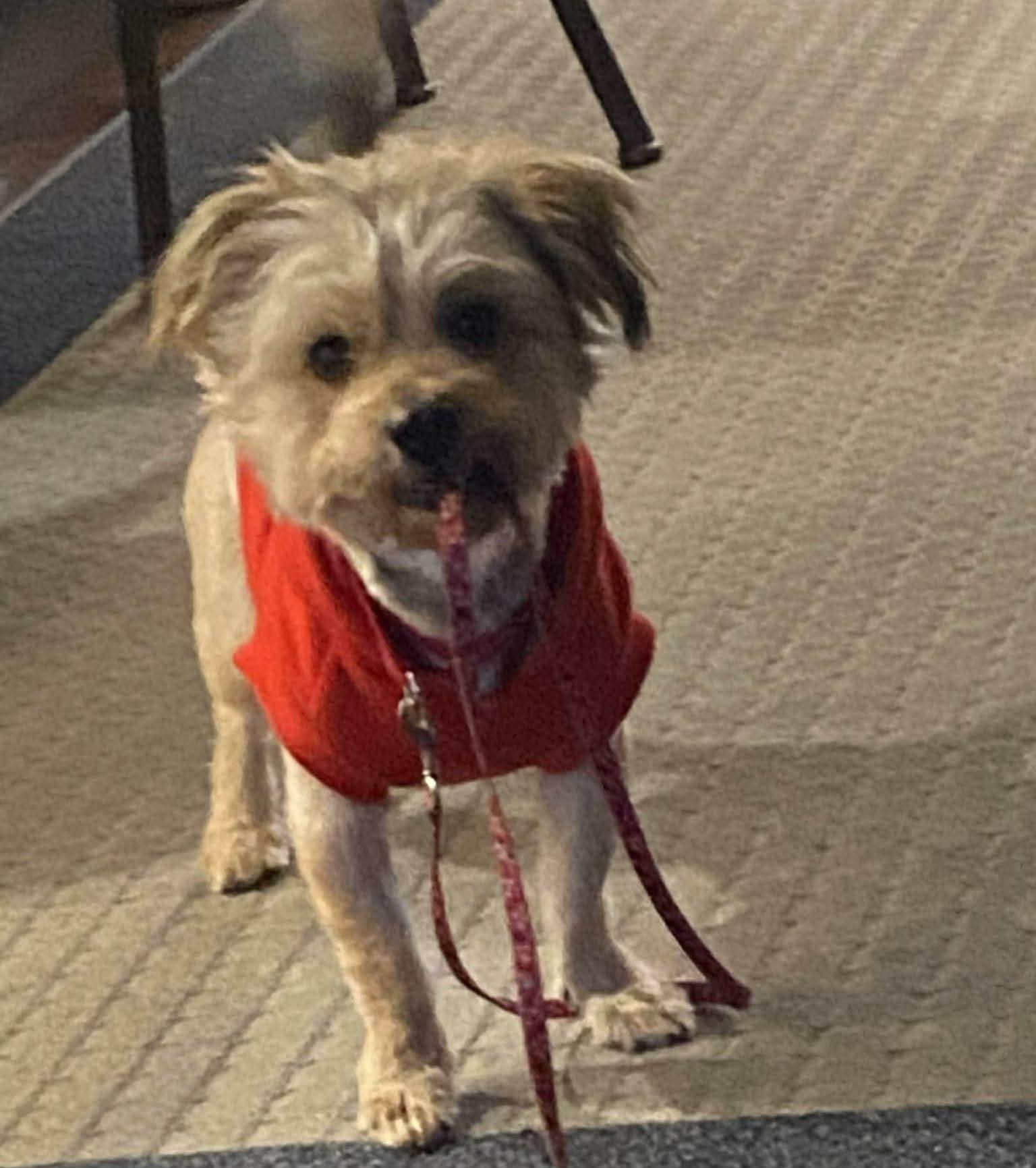 Enlarge Kevin, a ADOPTABLE mixed breed in Ferndale, MI image 3/6