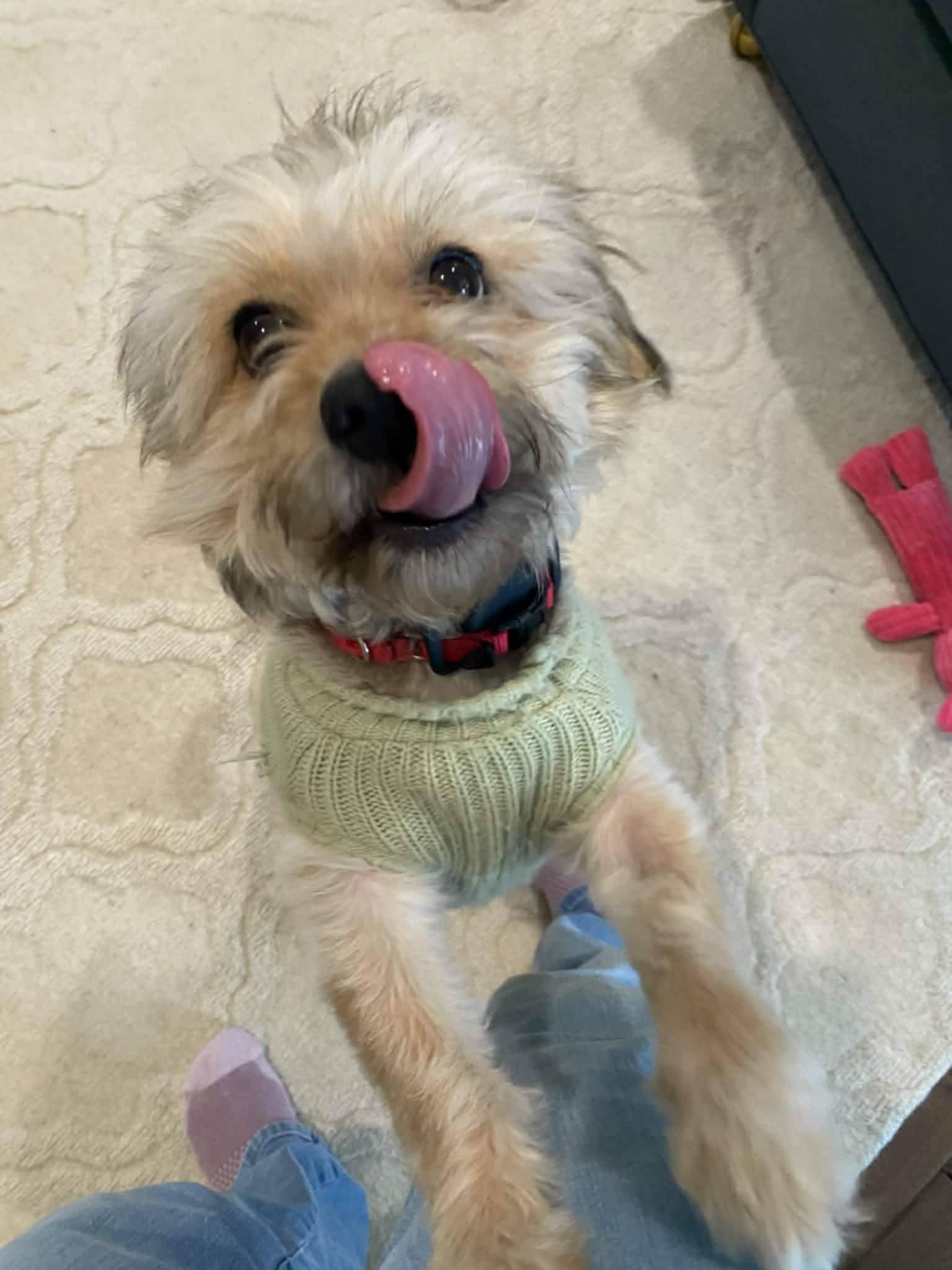 Enlarge Kevin, a ADOPTABLE mixed breed in Ferndale, MI image 1/6