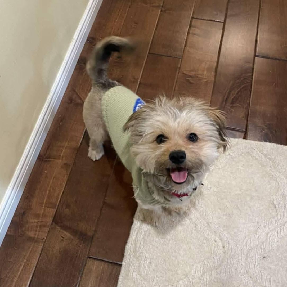 Enlarge Kevin, a ADOPTABLE mixed breed in Ferndale, MI image 4/6