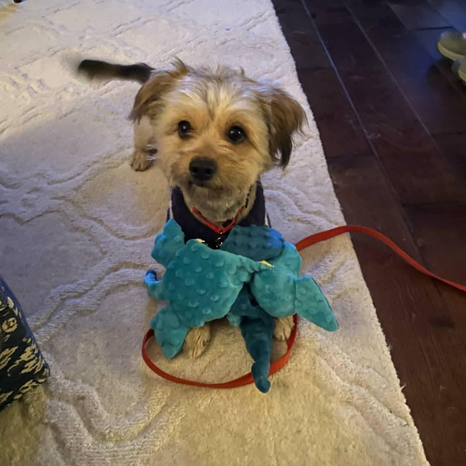 Enlarge Kevin, a ADOPTABLE mixed breed in Ferndale, MI image 5/6