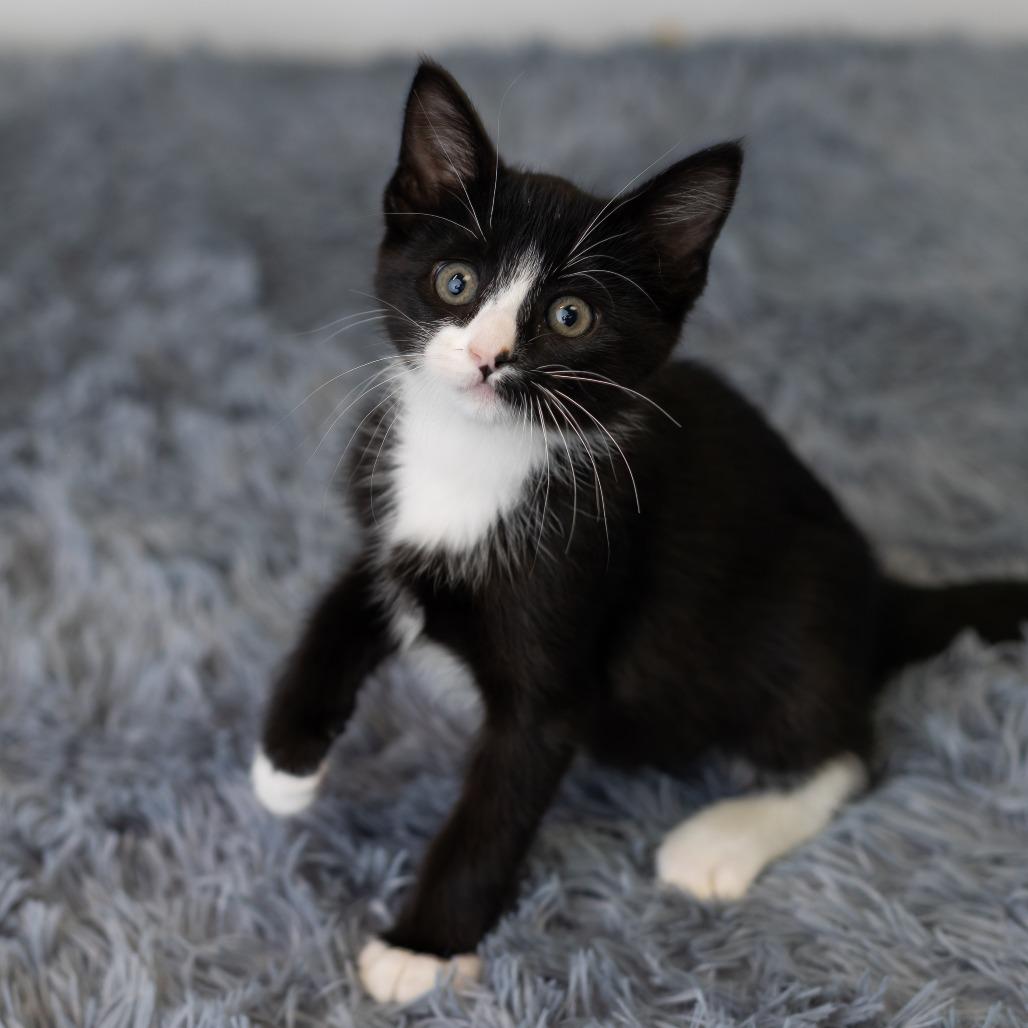 Blinkie, Adoptable, Kitten Female Domestic Medium Hair.
