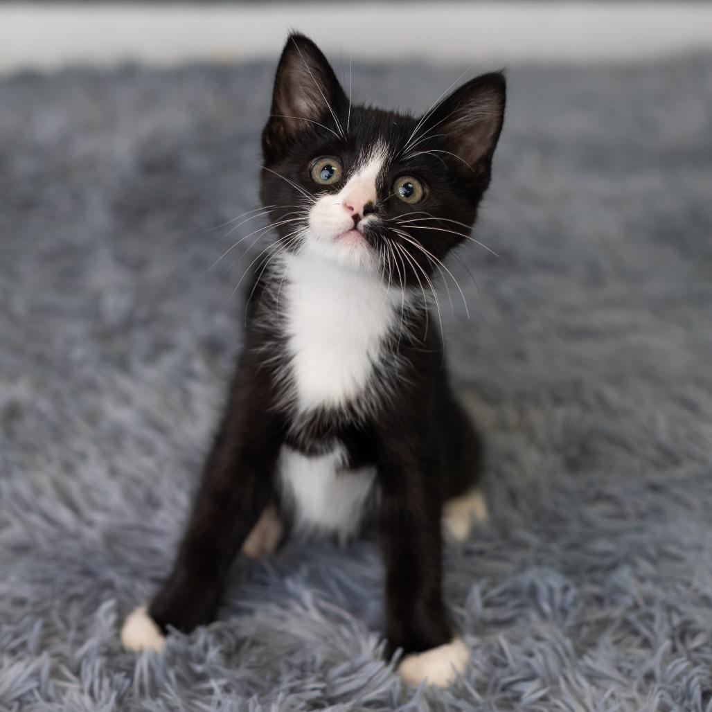Enlarge Blinkie, a Adoptable Domestic Medium Hair in St. Paul, MN image 2/6