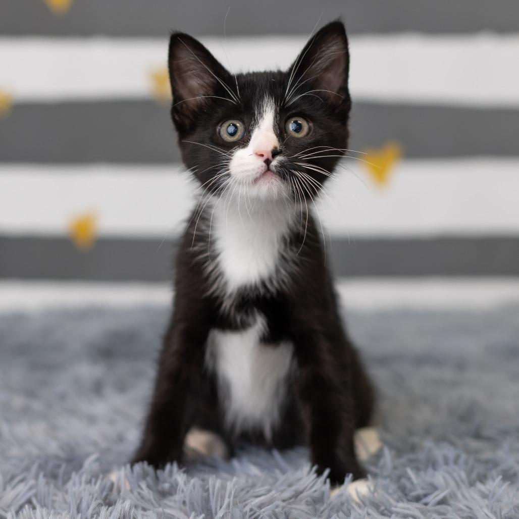 Enlarge Blinkie, a Adoptable Domestic Medium Hair in St. Paul, MN image 3/6