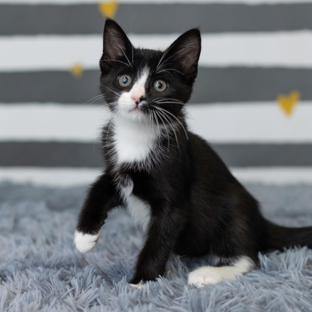 Enlarge Blinkie, a Adoptable Domestic Medium Hair in St. Paul, MN image 4/6