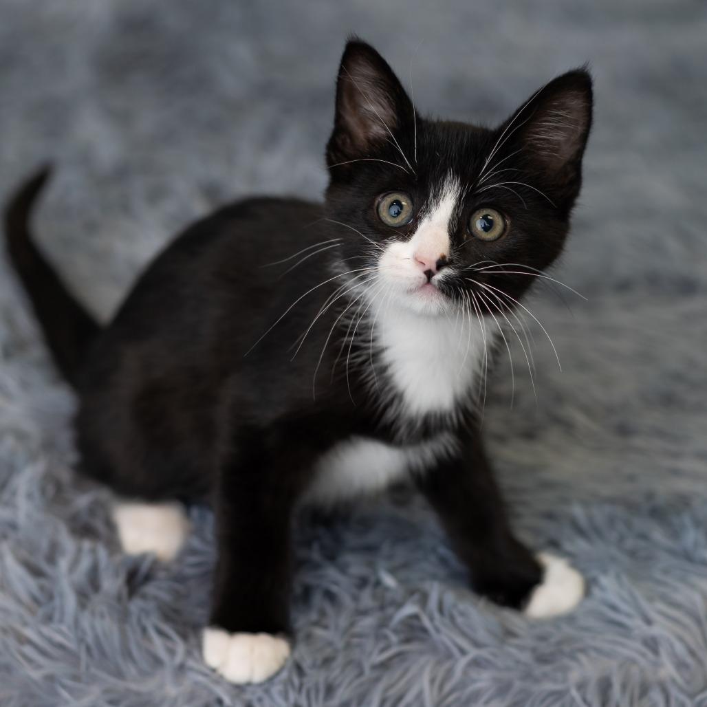 Enlarge Blinkie, a Adoptable Domestic Medium Hair in St. Paul, MN image 5/6
