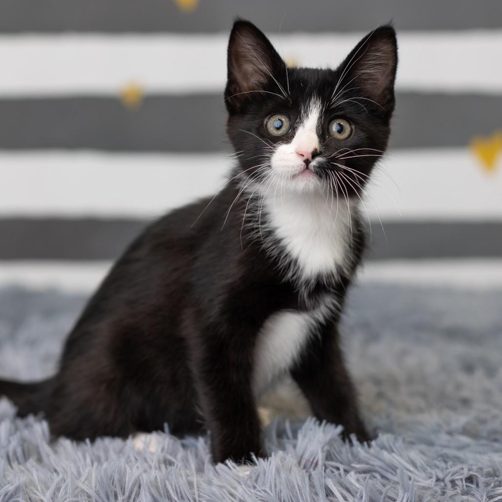 Enlarge Blinkie, a Adoptable Domestic Medium Hair in St. Paul, MN image 6/6