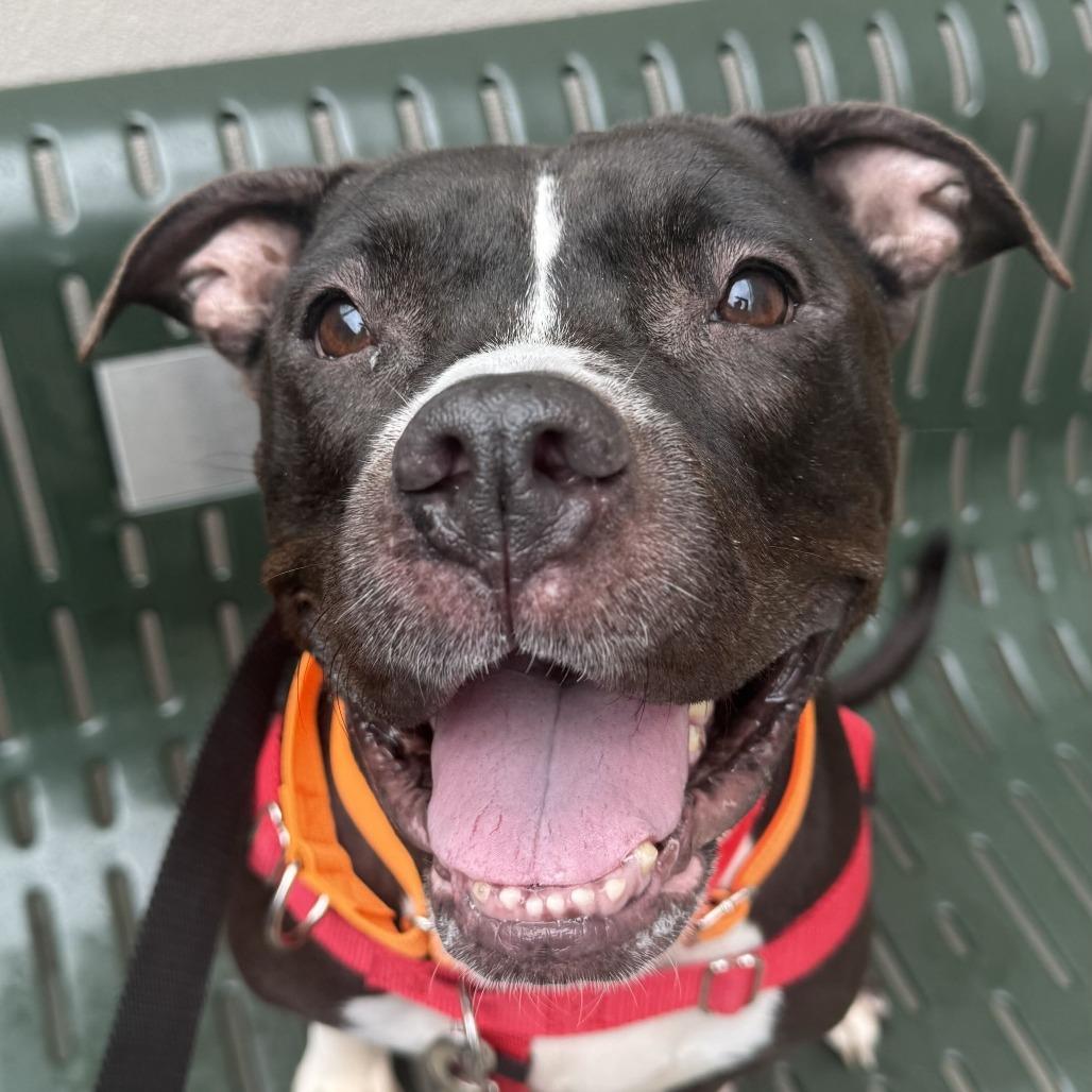 Enlarge Bula, a Adoptable Pit Bull Terrier in Chicago, IL image 1/5