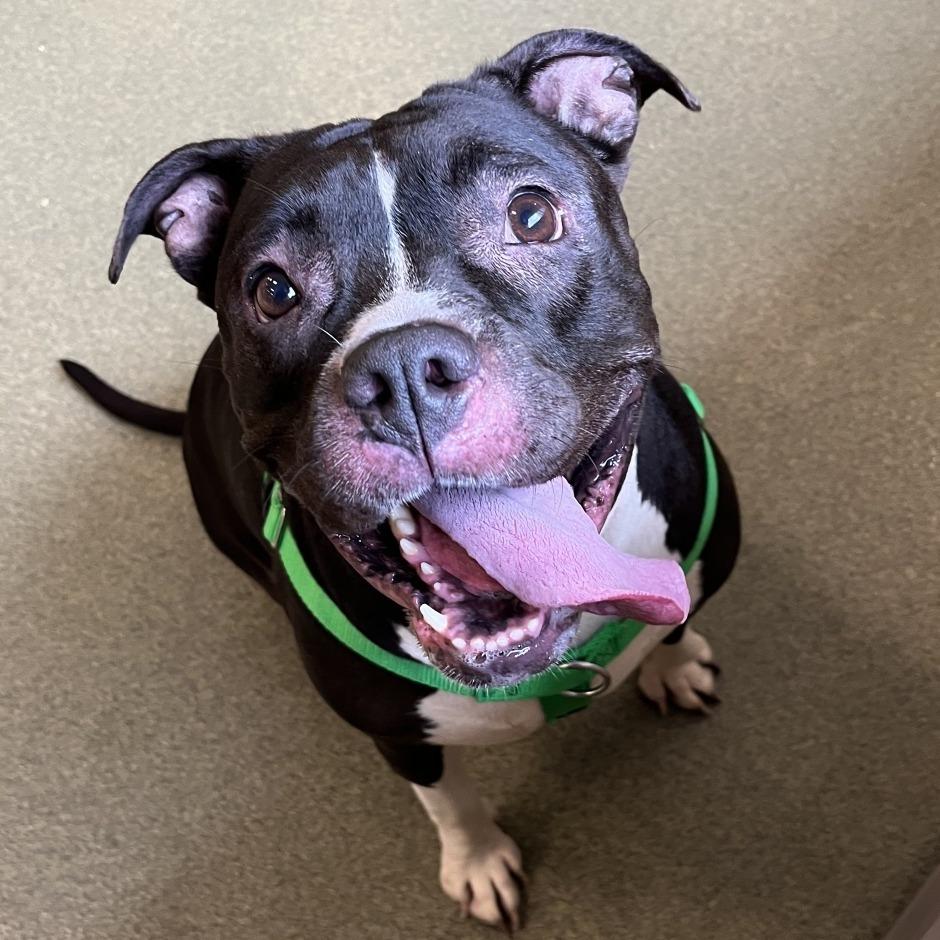 Enlarge Bula, a Adoptable Pit Bull Terrier in Chicago, IL image 2/5