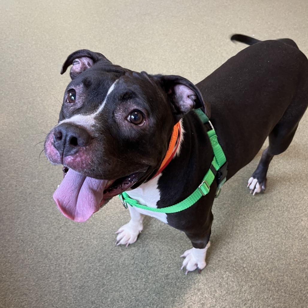 Enlarge Bula, a Adoptable Pit Bull Terrier in Chicago, IL image 3/5