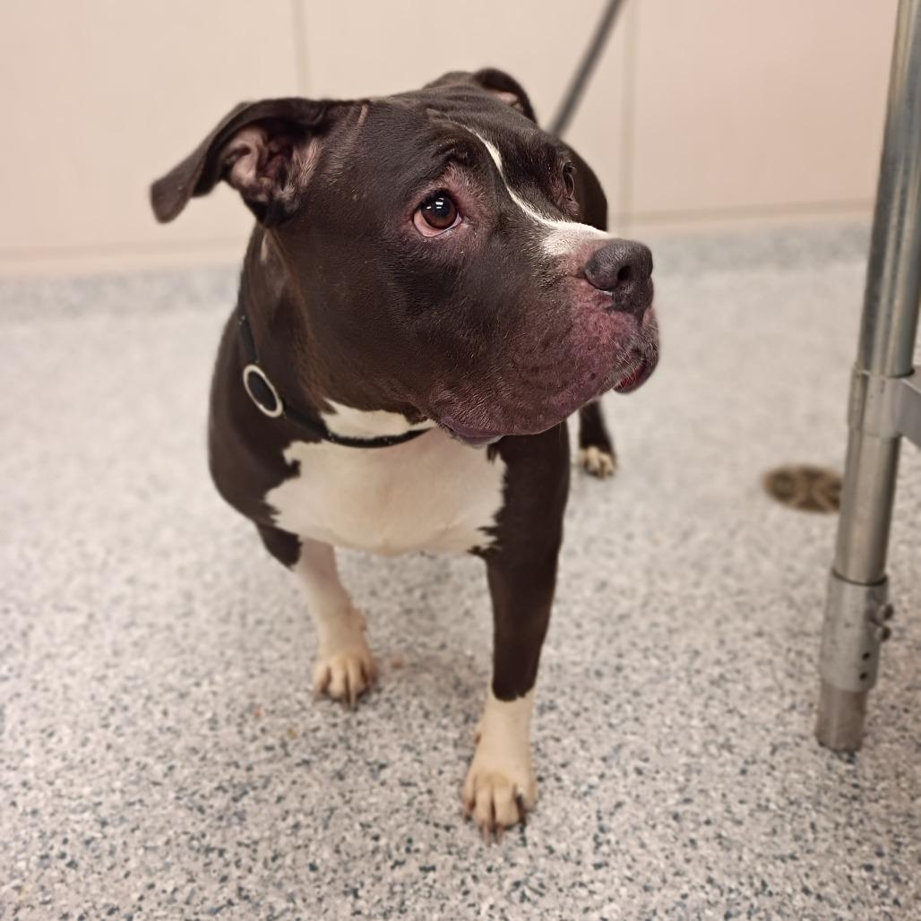 Enlarge Bula, a Adoptable Pit Bull Terrier in Chicago, IL image 4/5
