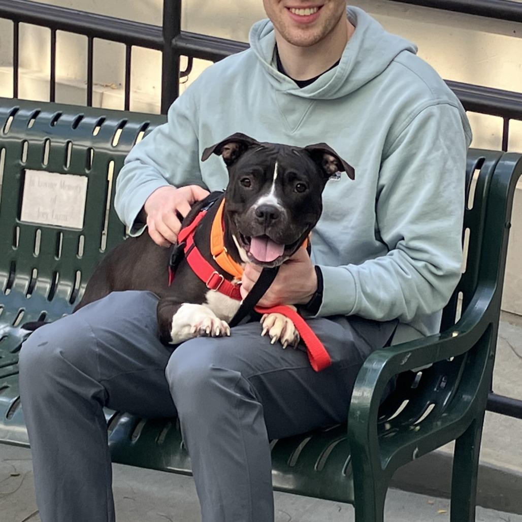 Enlarge Bula, a Adoptable Pit Bull Terrier in Chicago, IL image 5/5