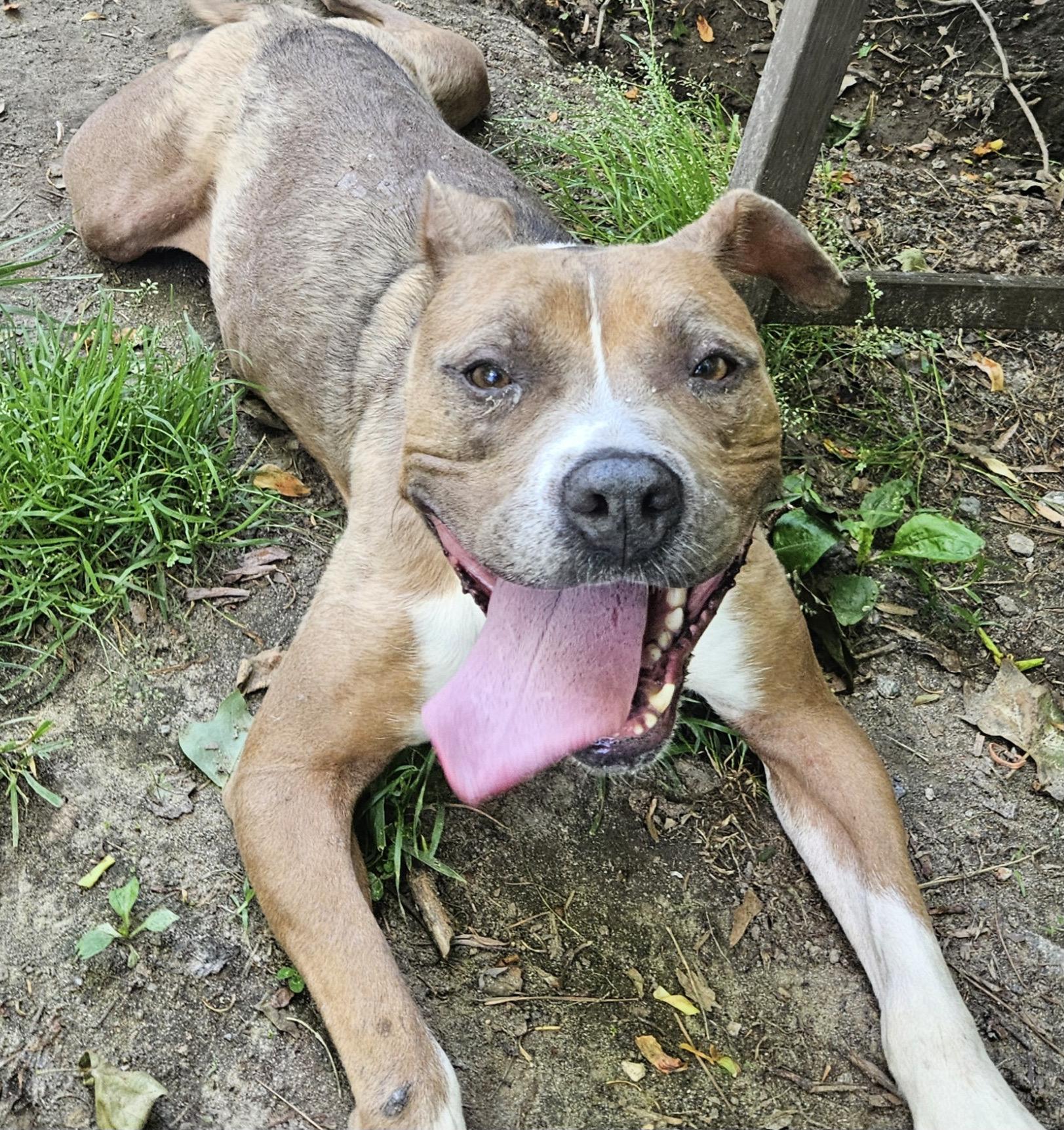 Selene, Adoptable, Adult Female American Staffordshire Terrier & Mixed Breed.
