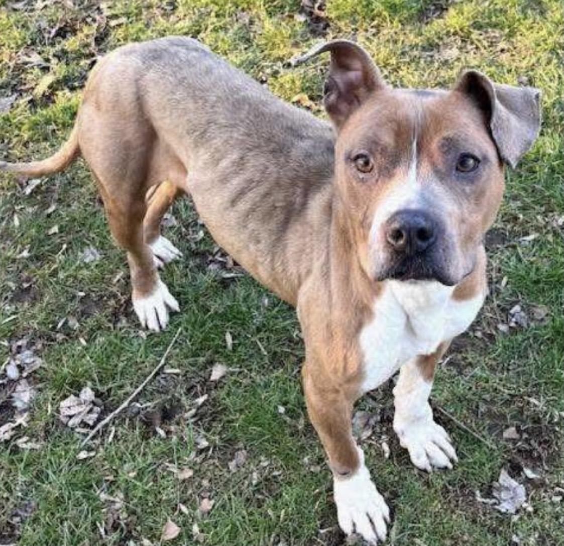 Selene, a Adoptable mixed breed in Heathsville, VA image 2/2