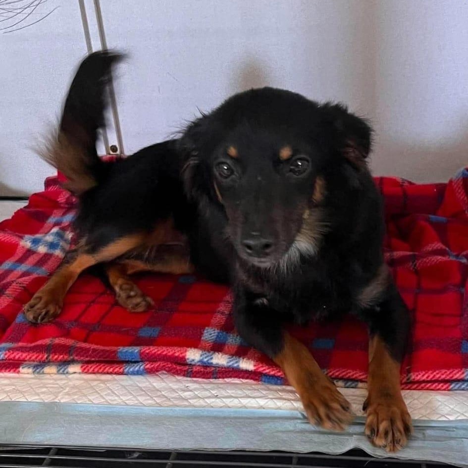 Lola, adopted, Young Female Chihuahua & Papillon.