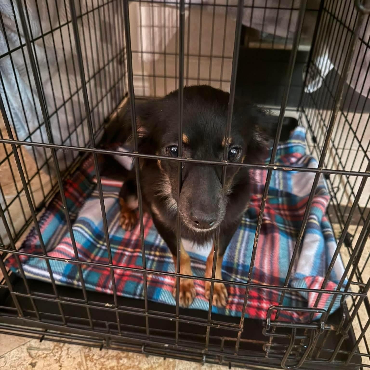 Enlarge Lola, an adopted mixed breed in Yonkers, NY image 2/3